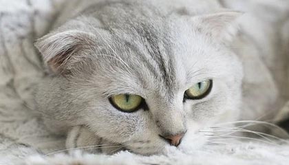 人人影视想转发前：先看截图有没有缺语境，再把推断改成假设句（读前先打标）