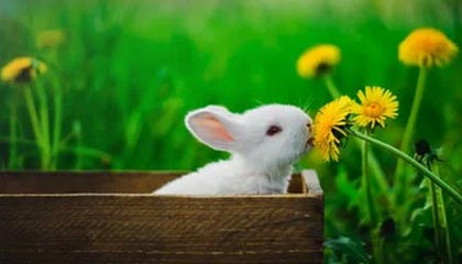 YY漫画像校准：先校口径有没有写清，再把对比写成同口径（把信息拉直）